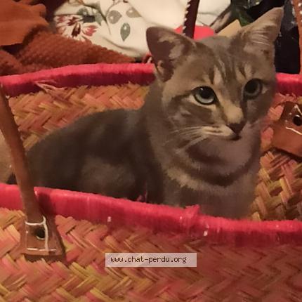 Photo de chat perdu à Ampuis