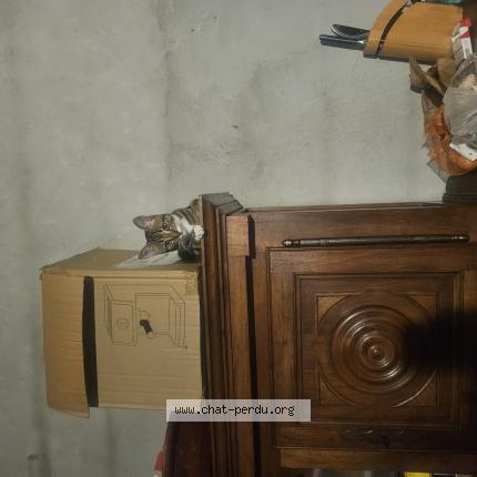 Photo 1/1 Chat retrouvé Perdu à Agen