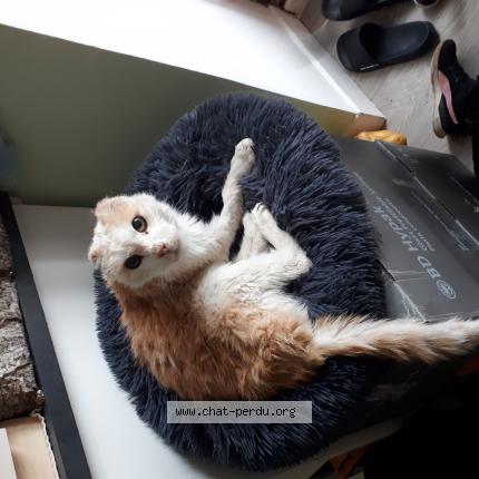 Photo de chat trouvé à Saint Quentin Sur Isere