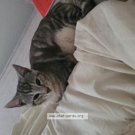 Photo 1/1 Chat retrouvé Perdu à Strasbourg
