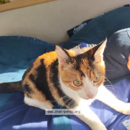 Photo 1/1 Chat retrouvé Perdu à Romans Sur Isere