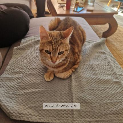 Photo de chat perdu à Le Cap D Agde