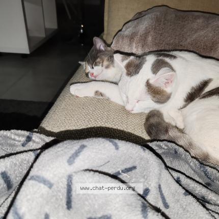 Photo de chat perdu à Vic Le Comte