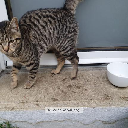 Photo de chat trouvé à Chantepie