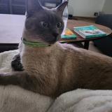 Photo de chat perdu à Saint Germain Les Corbeils