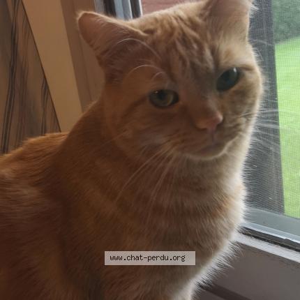 Photo 1/1 Chat retrouvé Perdu à Sameon