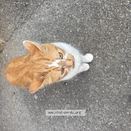 Photo 1/1 Chat retrouvé Trouvé à Villeneuve Les Mageulone