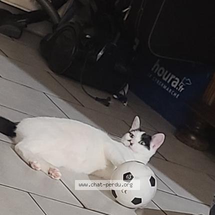 Photo de chat perdu à Tourcoing