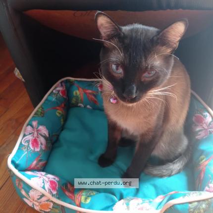 Photo de chat perdu à Toulouse
