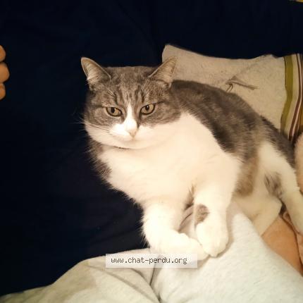 Photo de chat trouvé à Bobigny