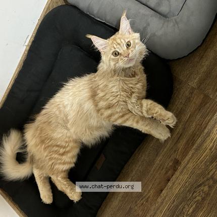 Photo de chat perdu à Langon Sur Cher