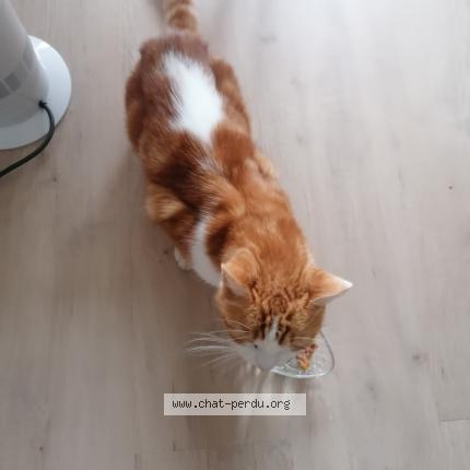 Photo de chat trouvé à Toulouse