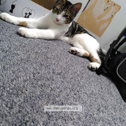Photo 1/1 Chat retrouvé Perdu à Argenteuil