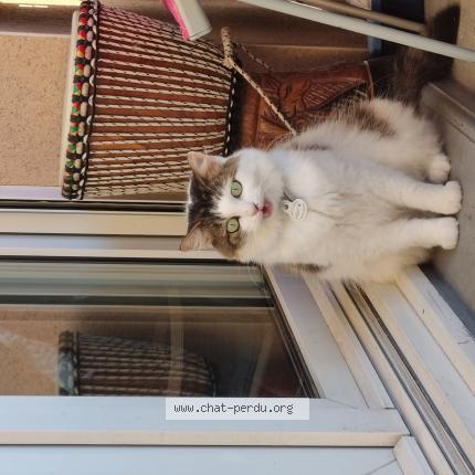 Photo de chat perdu à Ramonville