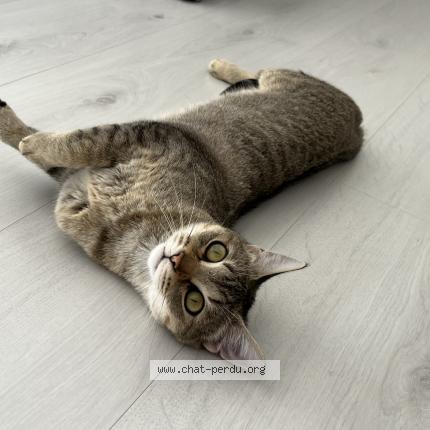 Photo de chat perdu à Nimes