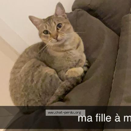 Photo 2/2 Chat retrouvé Perdu à Nimes