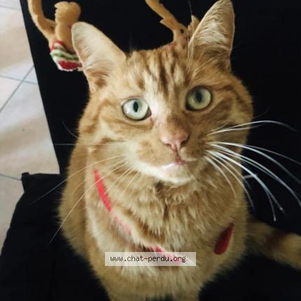 Photo de chat perdu à Chapois