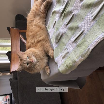 Photo 1/1 Vagabon Chat perdu à Blainville