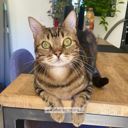 Photo de chat perdu à La Chapelle Saint Florent