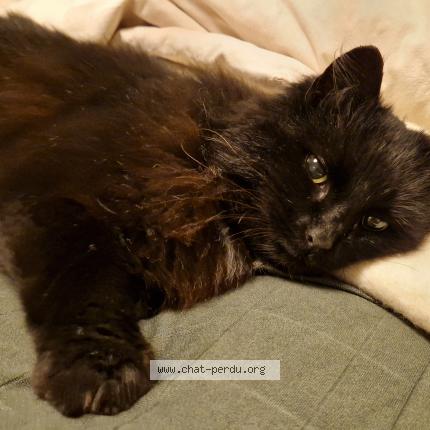 Photo 1/5 Chat trouvé Trouvé à La gravelle