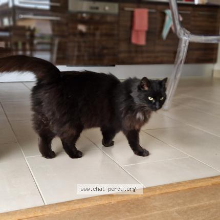 Photo 2/5 Chat trouvé Trouvé à La gravelle