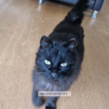 Photo 3/5 Chat trouvé Trouvé à La gravelle