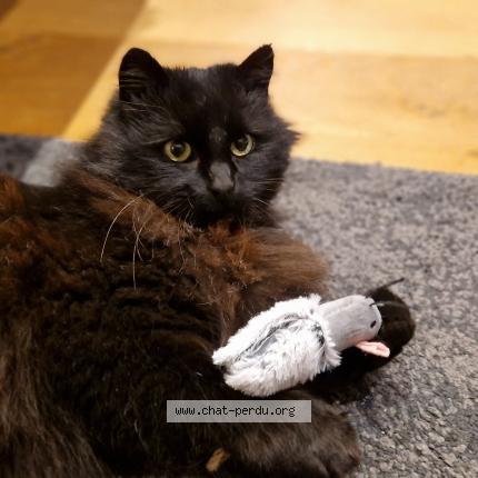 Photo 4/5 Chat trouvé Trouvé à La gravelle