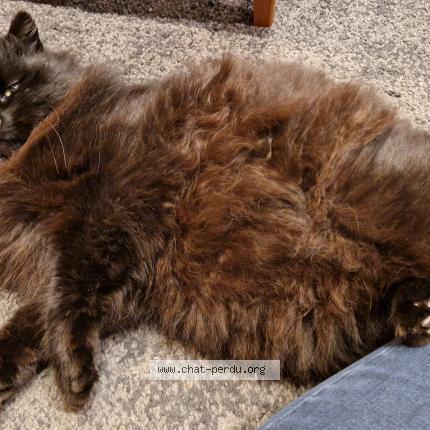 Photo 5/5 Chat trouvé Trouvé à La gravelle