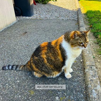 Photo de chat perdu à Noyal Sur Vilaine