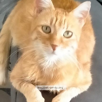 Photo 1/1 Chat retrouvé Perdu à Poissy