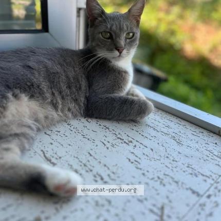 Photo de chat perdu à Ruvigny