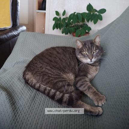 Photo de chat perdu à Moulins