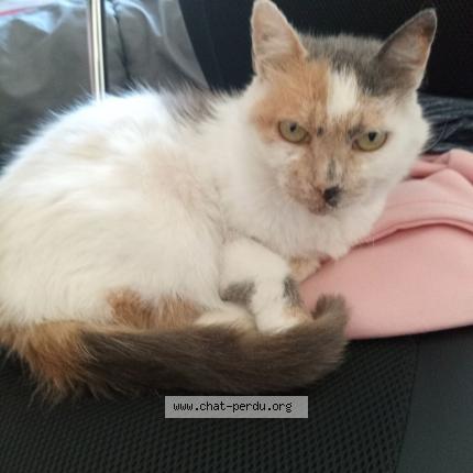 Photo 1/1 Chat retrouvé Perdu à Tournus