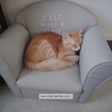 Photo de chat perdu à Narbonne