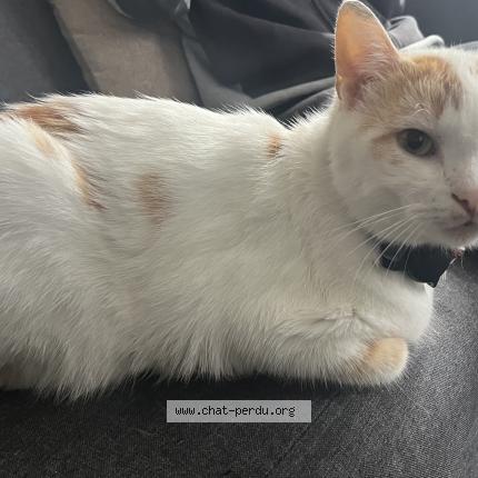 Photo de chat perdu à Rouen