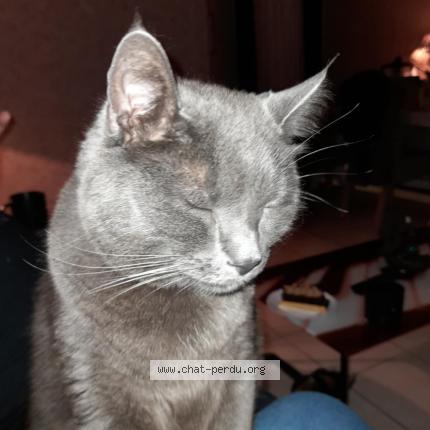 Photo de chat perdu à Tourcoing