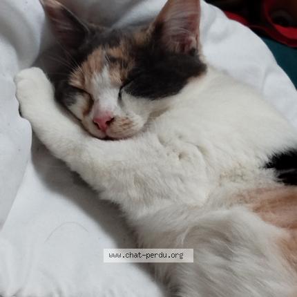 Photo de chat perdu à Roubaix