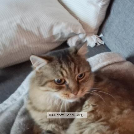 Photo 1/1 Chat retrouvé Perdu à Brezins