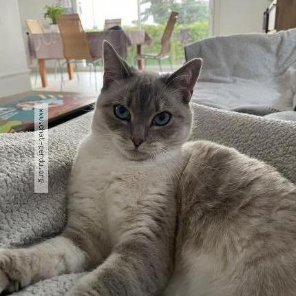 Photo de chat perdu à La Chapelle Sur Erdre