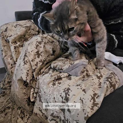 Photo de chat trouvé à Saint Philbert De Grand Lieu