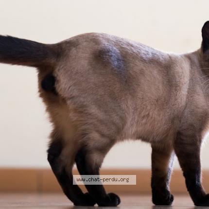 Photo de chat perdu à Montesquieu Des Alberes