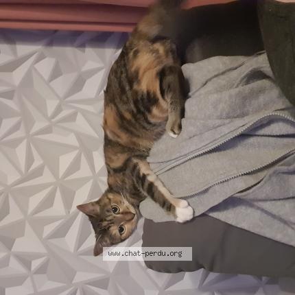 Photo 1/1 Chat retrouvé Perdu à Umpeau