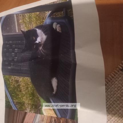 Photo de chat perdu à Ruelle Sur Touvre