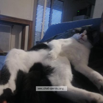 Photo 1/1 Chat retrouvé Perdu à Valence