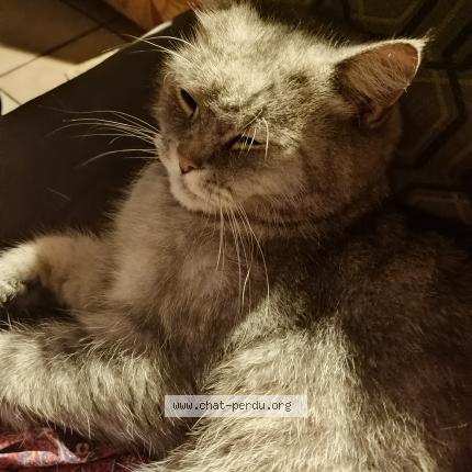 Photo de chat perdu à Colombelles