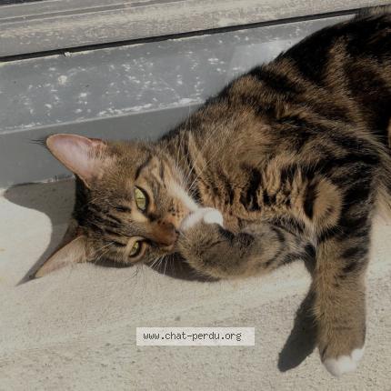 Photo de chat perdu à Niort