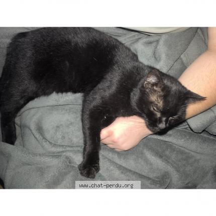 Photo 1/1 Chat retrouvé Perdu à Bourg en bresse