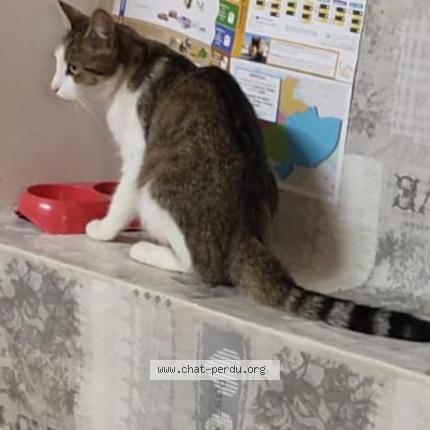 Photo 1/1 Tchoupy Chat perdu à Fontenay le comte