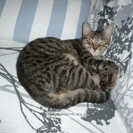 Photo 1/2 Chat retrouvé Perdu à Allan