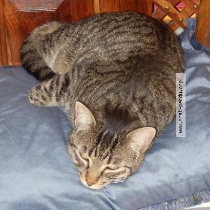 Photo 2/2 Chat retrouvé Perdu à Allan